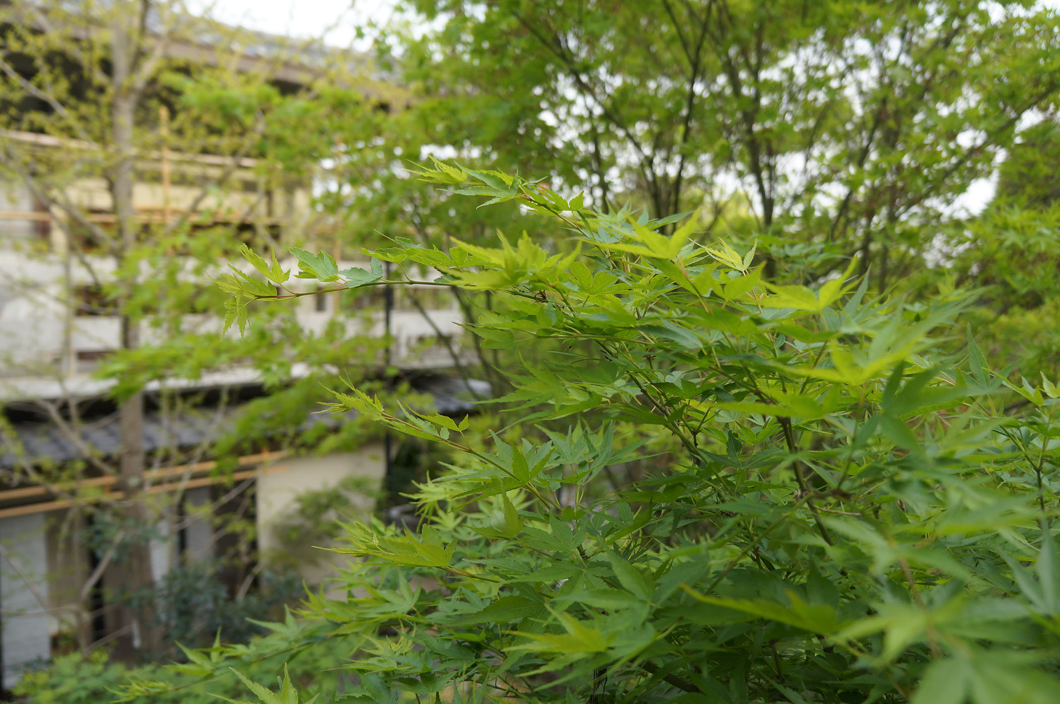 順興寺（じゅんこうじ）の写真がスライドしています。